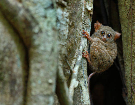 Indonesie-Sulawesi-TangkokoNP-tarsier