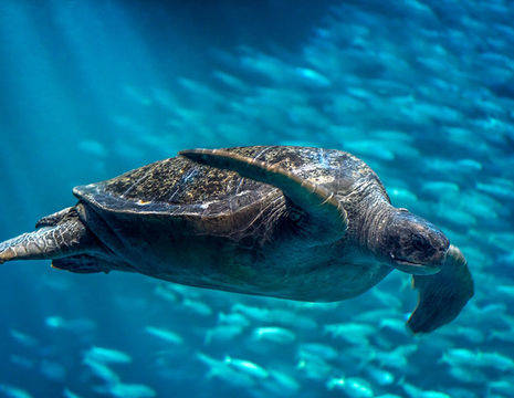 Monterey-Bay-Aquarium2_2_501979