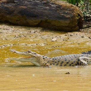 Maleisie-WestMaleisie-Sabah-Sukau-krokodil