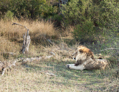 Botswana-Moremi-Wildlife-Reserve35