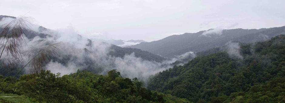 Maleisie-MaleisischBorneo-Sabah-Crocker Range08(13)