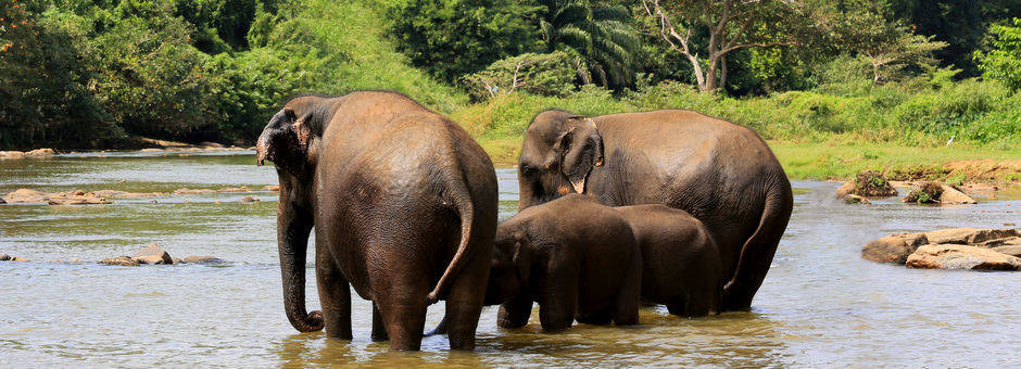 Sri Lanka-Pinnewela-olifanten1_1_379992