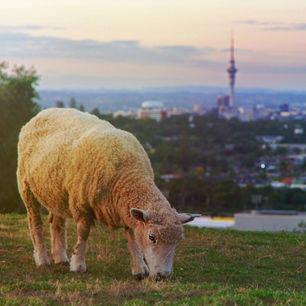Nieuw-Zeeland-Auckland-schaap-Skyline