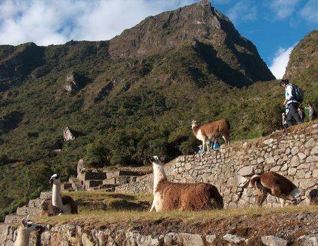 Peru-Machu-Picchu-lama_1_356428