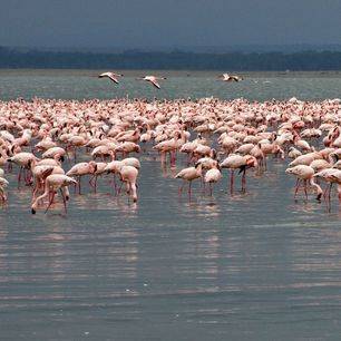 Lake-Nakuru-Flamingo