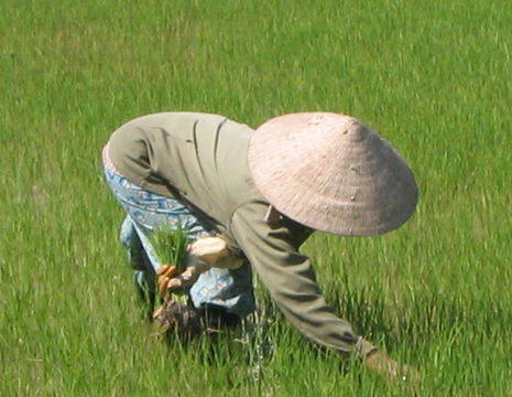 Lokale vrouw plukt de rijst uit de rijstvelden.