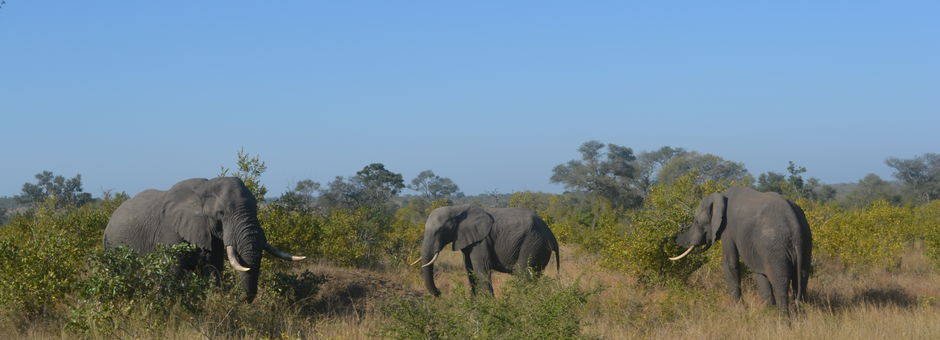Krugerpark wildleven (12)