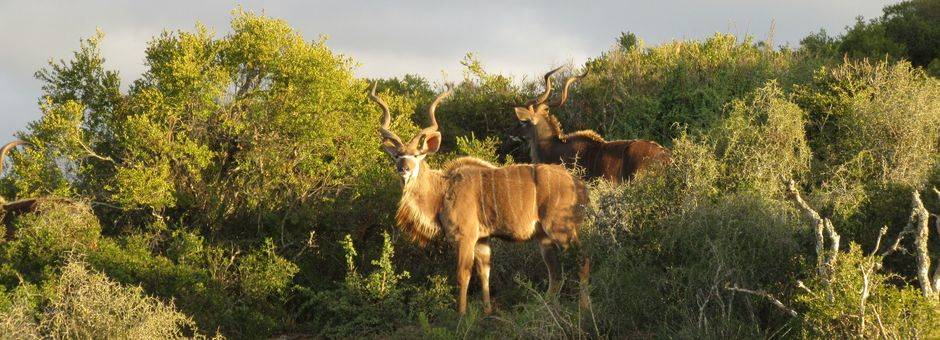 Zuid-Afrika-Krugerpark-Safari2