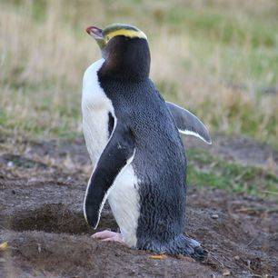 Dunedin-Yellow-eyed-pinguins-47