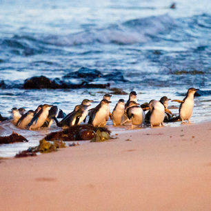 Australie-Phillip-Island-kolonie-pinguins