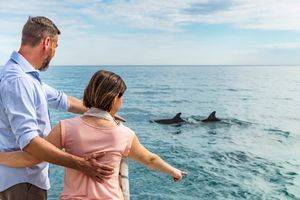 Dolfijnen spotten nabij Adelaide