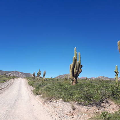 Hoge Cactussen naast de weg in Argentinië