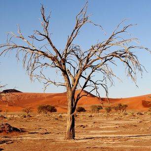 Namibie-Kalahari-Woestijn-1