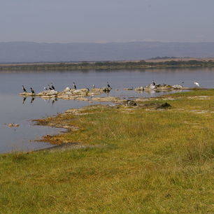 Kenia-Lake-Elementaita-Vogels_1_391021