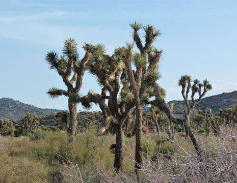 Verenigde-Staten-Joshua-Tree-National-Park-cactus