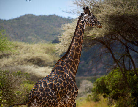 Zuid-Afrika-Giraf-1