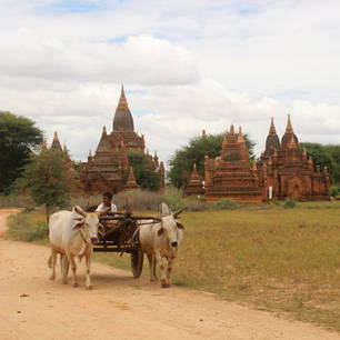 Myanmar-Bagan-ossenwagen(8)