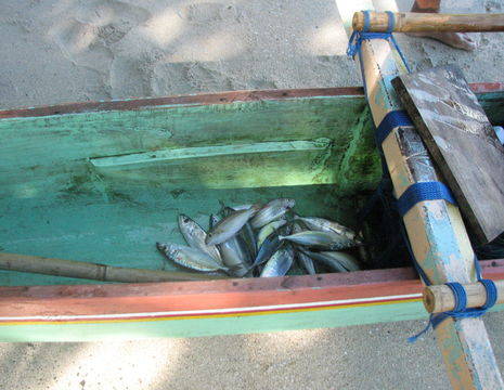 Indonesie-Molukken-Saparua-visvangst_1_465190