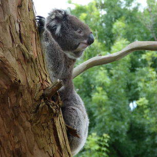 Australie-Otway-National-Park-koala