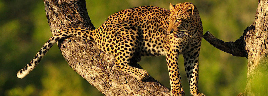 Een luipaard hoog en veilig in de boom, Zuid-Afrika