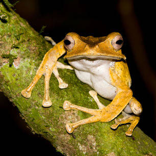 Sabah-SukauNP-fileearedtreefrog