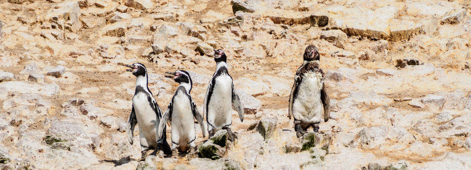 Pinguins-op-een-rijtje-op-de-rotsen(11)