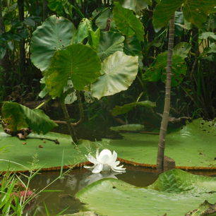 Colombia-Amazone-waterlelies_1_481897