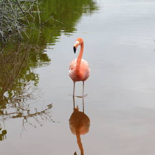 Flamingo o Isabela Island