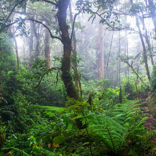 Monteverde-15-hike_mini(10)