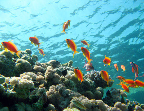 Thailand-KohPhiPhi-onderwaterwereld9