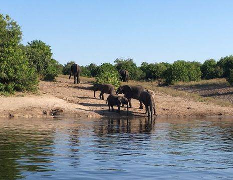 Botswana-Chobe-Olifanten2_1_365118