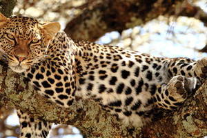 Een luipaard ligt uit te buiken in het Masai Mara National Reserve