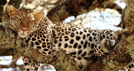 Een luipaard ligt uit te buiken in het Masai Mara National Reserve