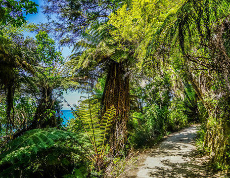 Nieuw-Zeeland-Abel-Tasman-National-Park-jungle_1_592028