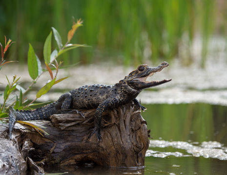 Kleine-krokodil-Amazonegebied(12)