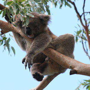 Een koala in de boom op Magnetic island