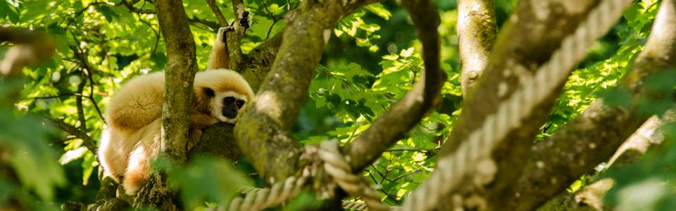 Op zoek naar gibbons in Laos