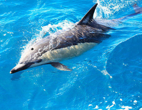 Nieuw-Zeeland-Bay-of-Islands-Paihia-dolfijn