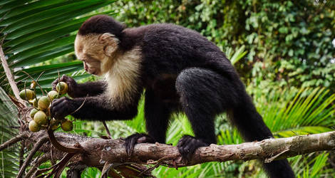 Manuel-Antonio-3-Capuchin-Monkey_1_389927