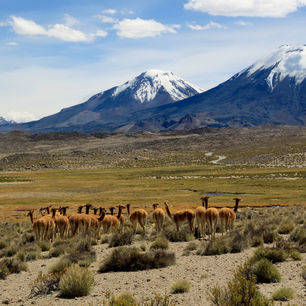 Chili-Lauca-National-Park-guanacos