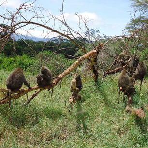 Tanzania-Ngorongoro-apen