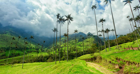 Hoge palmen, Cocora Valley in Salento