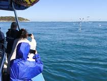 Op zoek naar dolfijnen en zeehonden