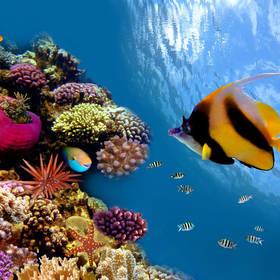 Kleurrijke onderwaterwereld bij Bunaken eiland