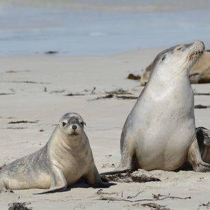 Australie-Kangaroo-Island-Seal-Bay-zeehond