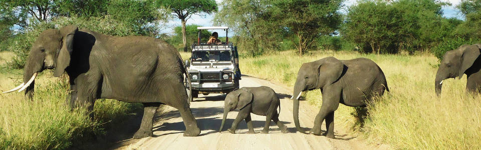 Op familie safari door Tanzania