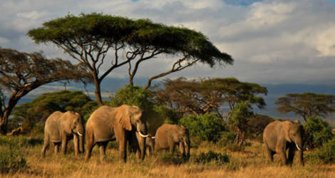 Kenia-Amboseli-Olifanten1_1_436999