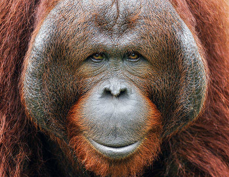 orangutan-maleisie189