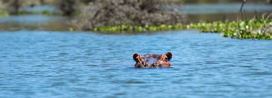 Een nijlpaard is zijn omgeving, het water, Zuid-Afrika