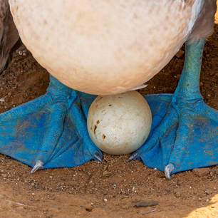 Een ei tussen de opvallende poten van de blue footed boobie, Galapagos